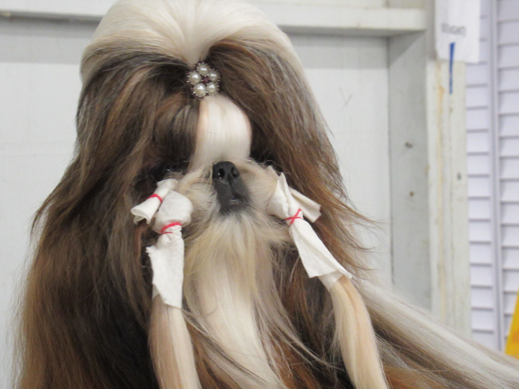 052922-blm-loc-dogshow9